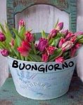 buongiorno.jpg