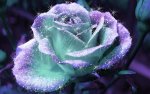 Rose.jpg