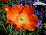 oranvio1024.jpg