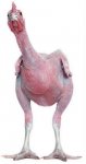 pollo-spennato[1].jpg