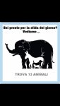 quanti animali.jpg