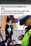 gatto multato.jpg