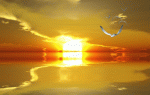 bonsoir-coucher-de-soleil-super-beau-gif-et-oiseau-volant_imagesia-com_nfv_large.gif