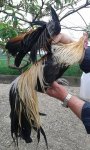 Gallo Salvatore.jpg