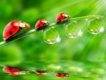 coccinelle.jpg