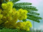mimosa.jpg
