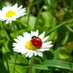 coccinella.jpg