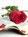 rosa 08.jpg