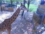 GIRAFFA.jpg