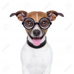 25348949-cane-stupido-pazzo-con-gli-occhiali-divertenti-e-orecchie-lingua-giù.jpg