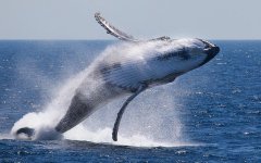 whale-watch-960x600.jpg