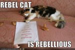 rebel cat.jpg