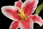 ORCHIDEA.jpg