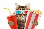 cat-popcorn-movie-film.jpg