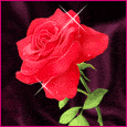 rosa 03.gif