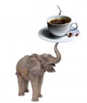 elefantecon caffe.jpg