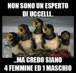 passerotti.jpg