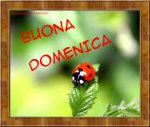 domenica_coccinella.jpg