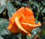roseto_fineschi_11_rosa[1].jpg