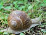 lumaca-325x250.jpg