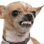 primo-piano-della-chihuahua-arrabbiata-che-ringhia-2-anni-15126199[1].jpg