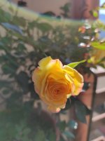IMG_20220309_102510.jpg