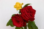 Fiori 3.jpg