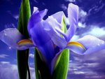 foto_fiori_373.JPG
