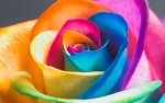 rosa millecolori.jpg