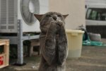 picdump_catsmob_dot_com_01219_088[1].jpg
