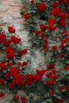 b-rose-cascata-.jpg