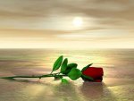 photoshop_rosa_rossa.jpg photoshop_rosa_rossa.jpg
