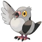 pigeon.jpg