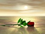 rosa 17.jpg