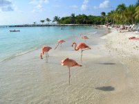 flamingo_at_beach.jpg