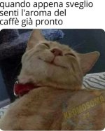 tpykcqpyn7-quando-appena-sveglio-senti-l-aroma-del-caffe-gia-pronto_b-1.jpg