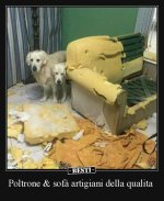 Immagini-da-ridere-con-i-cani.jpg