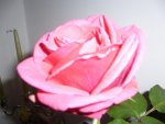 la-rosa-rosa.jpg