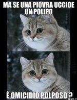 Ma se una piovra _ BESTI_it - immagini divertenti, foto, barzellette, video.jpeg