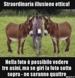 Straordinaria illusione ottica! Nella foto è possibile_. _ BESTI.it - immagini divertenti, fot...jpg