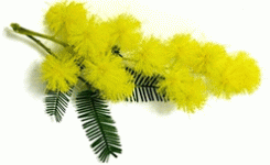 auguri-festa-donna-mimosa.gif