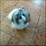 Cooki.PNG