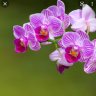 orchidea999