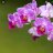 orchidea999